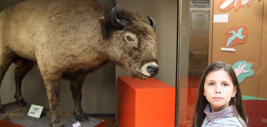 Un bison nous surprend.  